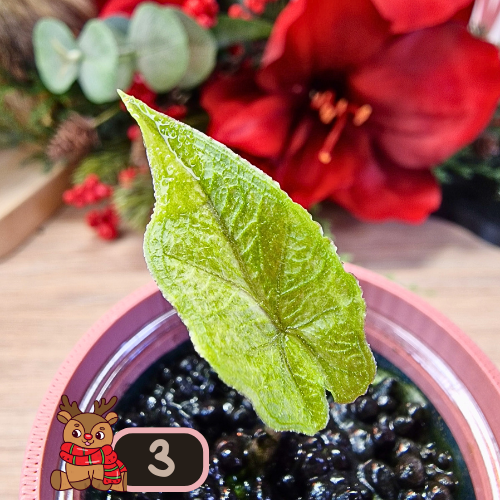 Alocasia Jacklyn Variegated