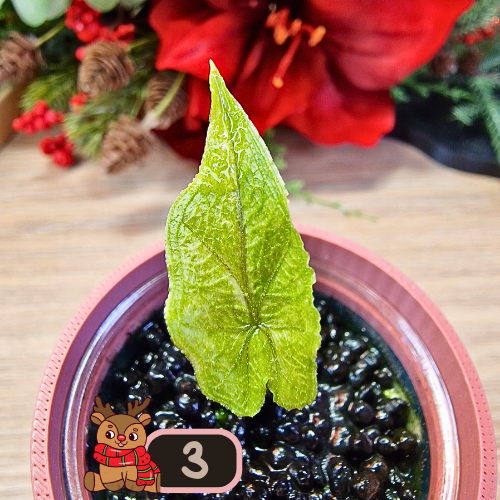 Alocasia Jacklyn Variegated