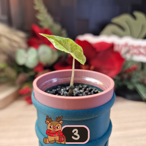 Alocasia Jacklyn Variegated