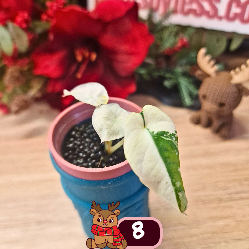 Alocasia Black Velvet pink