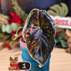 Alocasia Azlanii albo/pink