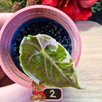 Alocasia Azlanii albo/pink