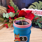 Alocasia Azlanii albo/pink