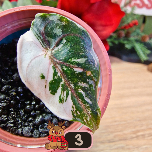 Alocasia Azlanii albo/pink