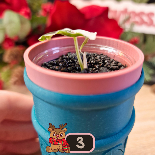 Alocasia Azlanii albo/pink