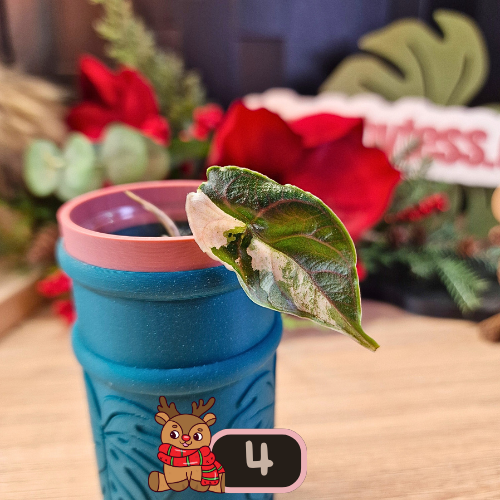 Alocasia Azlanii albo/pink