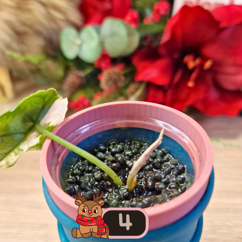 Alocasia Azlanii albo/pink