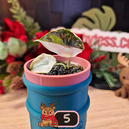 Alocasia Azlanii albo/pink