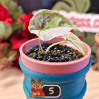 Alocasia Azlanii albo/pink