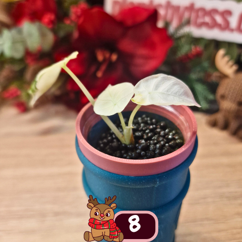 Alocasia Black Velvet pink