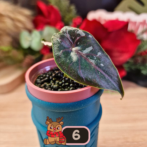 Alocasia Azlanii albo/pink