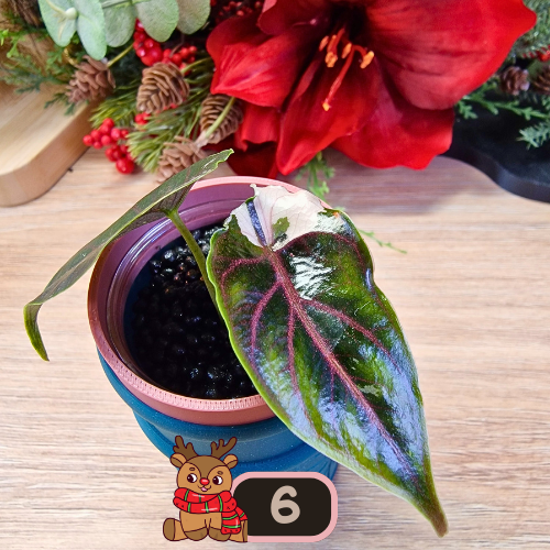 Alocasia Azlanii albo/pink