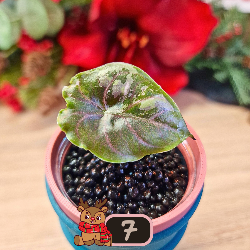 Alocasia Azlanii albo/pink