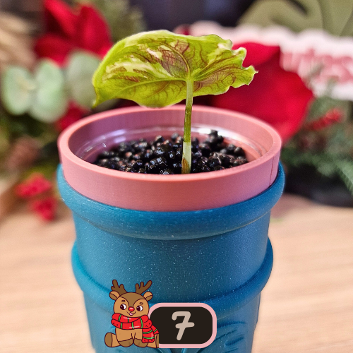 Alocasia Azlanii albo/pink