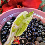 Alocasia Azlanii albo/pink