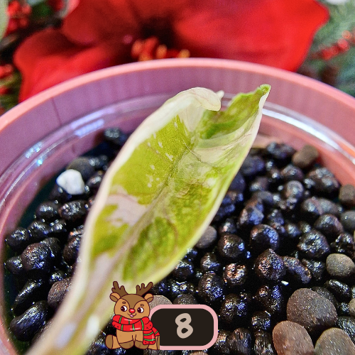 Alocasia Azlanii albo/pink