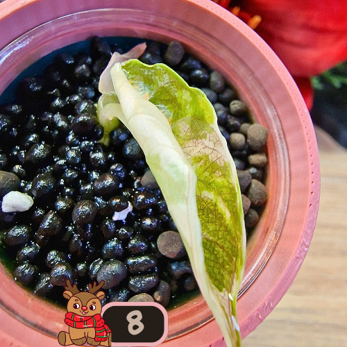 Alocasia Azlanii albo/pink