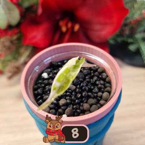 Alocasia Azlanii albo/pink