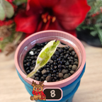 Alocasia Azlanii albo/pink