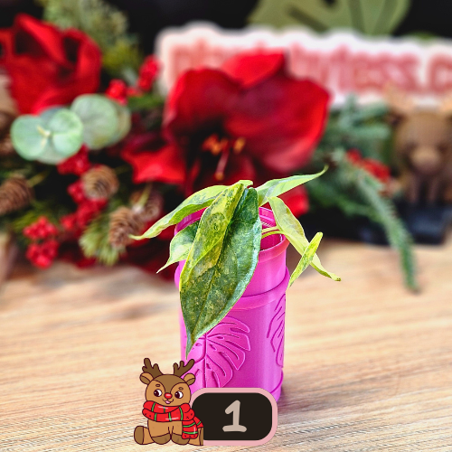 Alocasia Heterophylla 'Dragons Breath' aurea