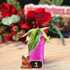 Alocasia Heterophylla 'Dragons Breath' aurea