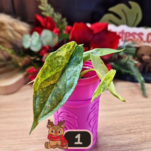 Alocasia Heterophylla 'Dragons Breath' aurea