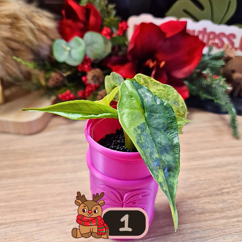 Alocasia Heterophylla 'Dragons Breath' aurea