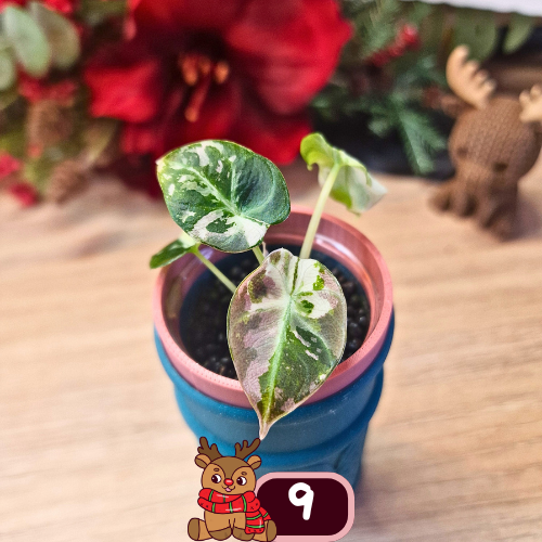 Alocasia Black Velvet pink