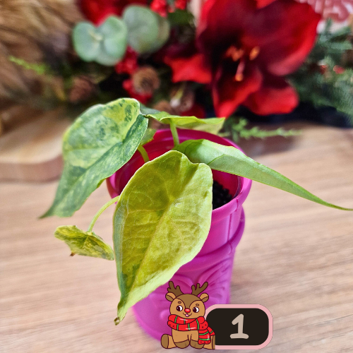 Alocasia Heterophylla 'Dragons Breath' aurea