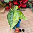 Alocasia Heterophylla 'Dragons Breath' aurea