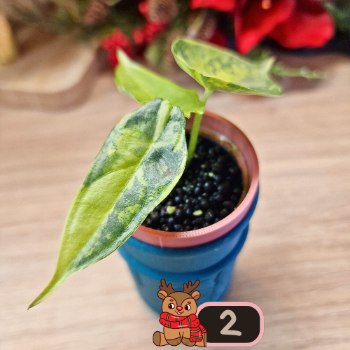 Alocasia Heterophylla 'Dragons Breath' aurea