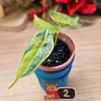 Alocasia Heterophylla 'Dragons Breath' aurea