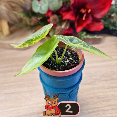 Alocasia Heterophylla 'Dragons Breath' aurea