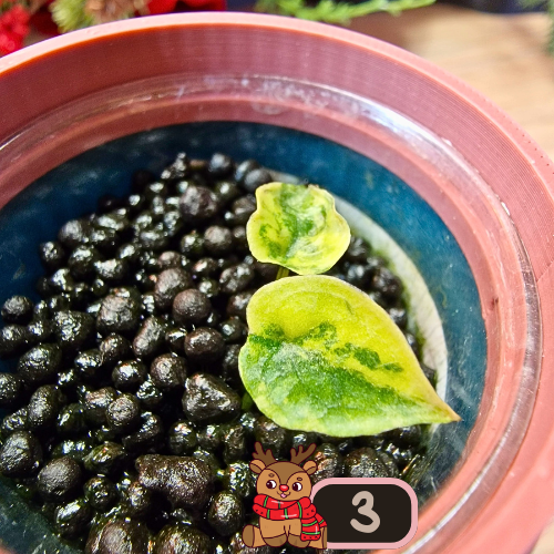 Alocasia Heterophylla 'Dragons Breath' aurea