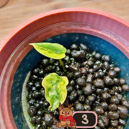 Alocasia Heterophylla 'Dragons Breath' aurea