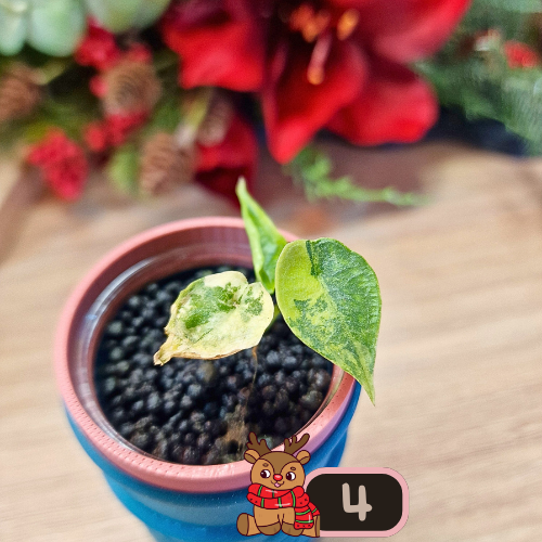 Alocasia Heterophylla 'Dragons Breath' aurea