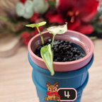 Alocasia Heterophylla 'Dragons Breath' aurea