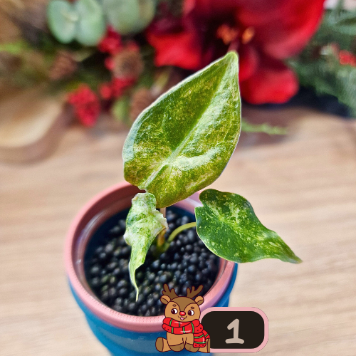 Alocasia Black Satun Stardust