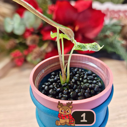 Alocasia Black Satun Stardust