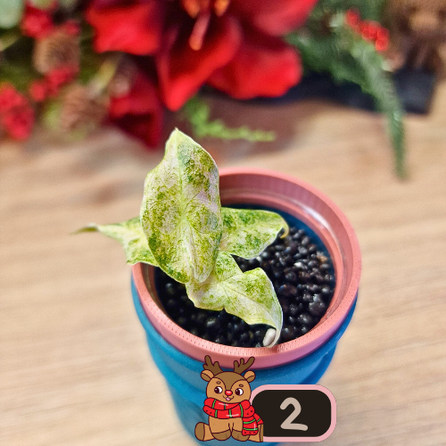 Alocasia Black Satun Stardust