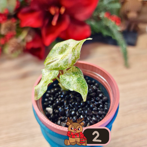 Alocasia Black Satun Stardust