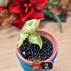 Alocasia Black Satun Stardust