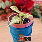 Alocasia Black Satun Stardust