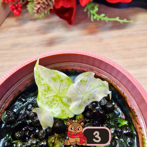 Alocasia Black Satun Stardust