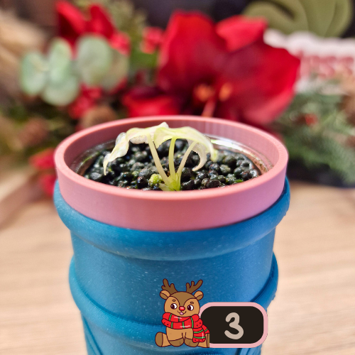 Alocasia Black Satun Stardust