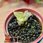 Alocasia Black Satun Stardust