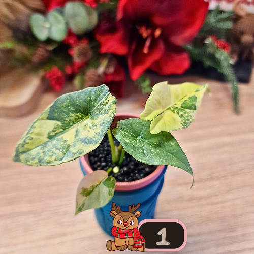 Alocasia Simpo aurea