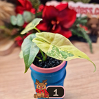 Alocasia Simpo aurea