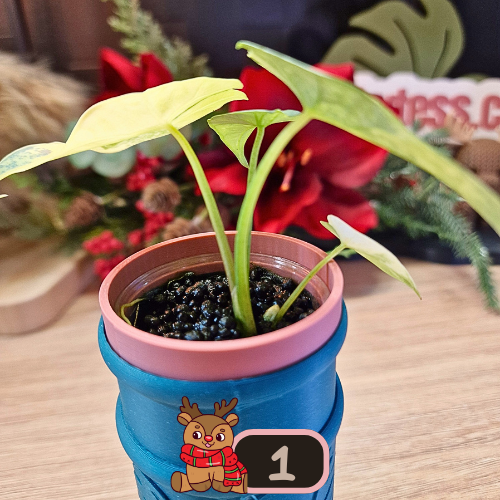 Alocasia Simpo aurea