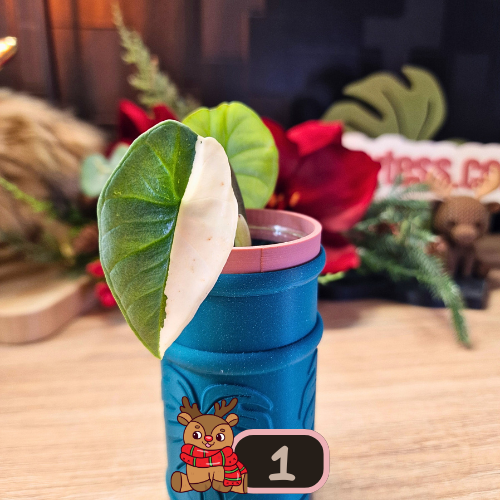 Alocasia Platinum albo